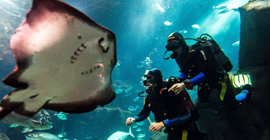 Porto Moniz: Diving with Sharks and Rays in Madeira Aquarium - A calm start with Abílio