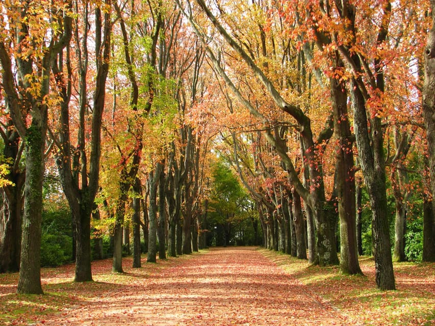 Porto: Serralves Foundation All Access Pass - Walking above the trees