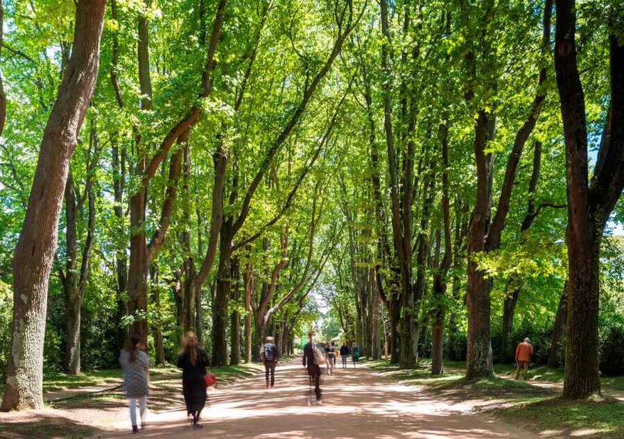 Porto: Serralves Park Entry Ticket - The TreeTop Walk adds height
