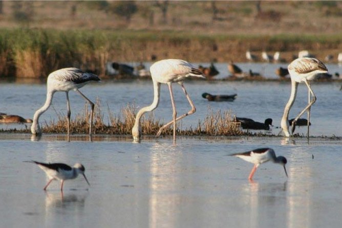 Private Half-Day Boat Tour in Ria Formosa from Faro - What Is Included, and What You Need to Bring