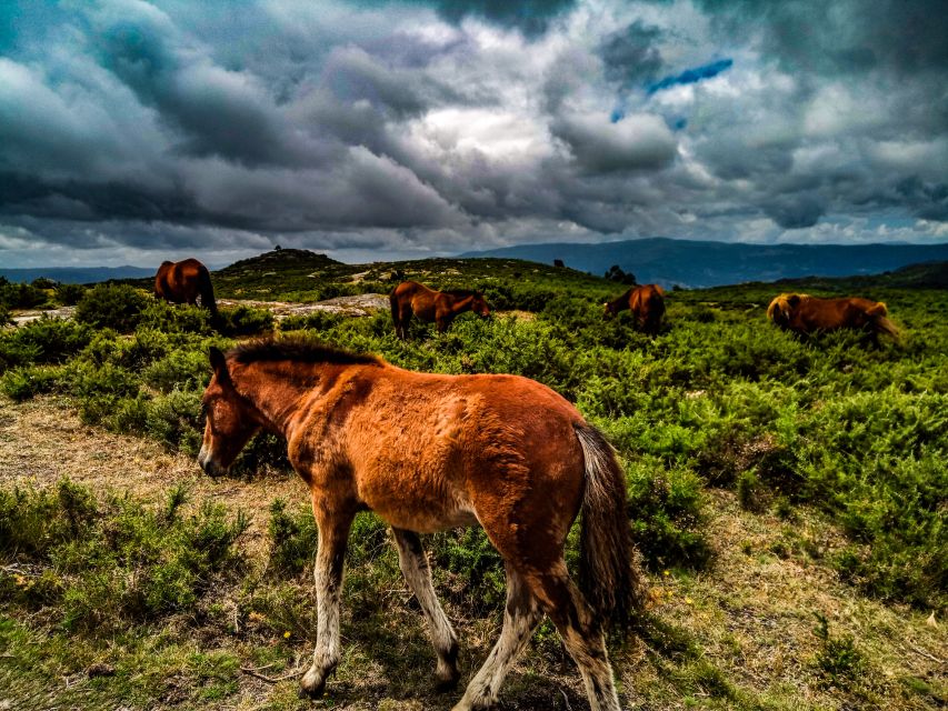 Prozelo: Buggy Tour - The best chance of seeing wild animals