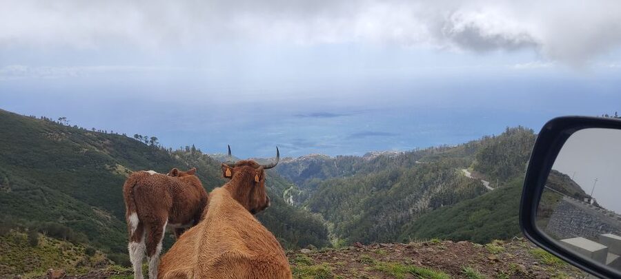 Rabaçal: 25 Fontes & Risco Levada Transfer Self-guided Hike - Is $38 a fair price?