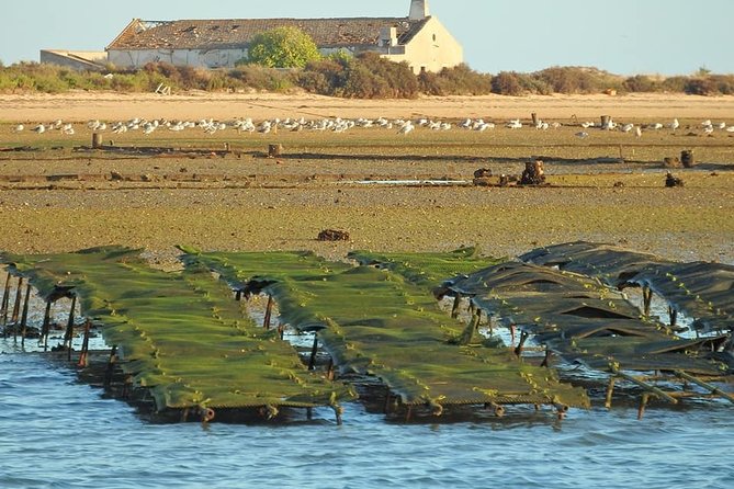 Ria Formosa - Boat trip to the 3 Islands: Armona | Culatra Island | Lighthouse - Armona or Praia Deserta for sand and sea