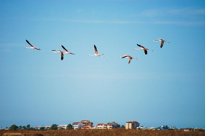 Ria Formosa Natural Park Birdwatching Segway Tour from Faro - What the guide adds to the experience