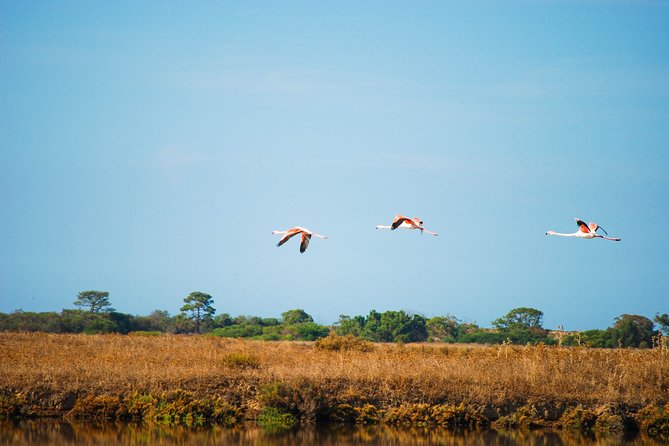 Ria Formosa Natural Park Birdwatching Segway Tour from Faro - From smooth paths to marsh and tidal water