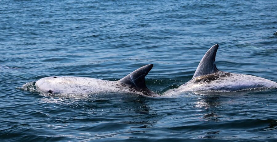 Sagres Wildlife Adventure: Dolphin and Whale Watching Tour - The marine biologist adds more than species names