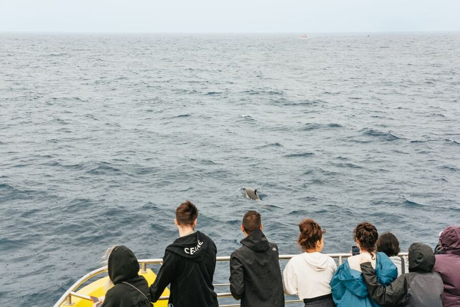 São Miguel Azores: Half-Day Whale Watching Trip - FAQ