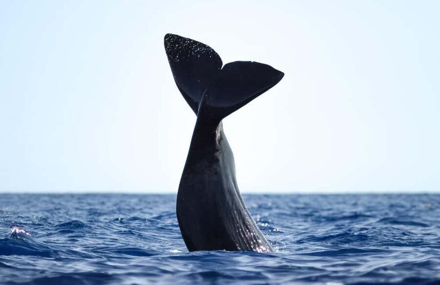 São Miguel Azores: Half-Day Whale Watching Trip - Meeting the crew and choosing your boat