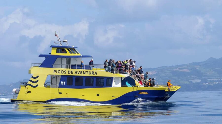 São Miguel Azores: Half-Day Whale Watching Trip - What you may see on the water