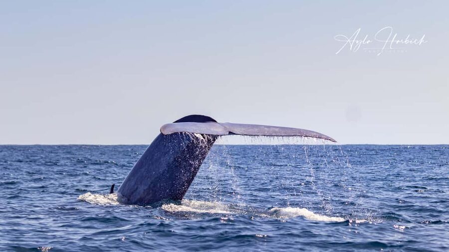 São Miguel Azores: Half-Day Whale Watching Trip - The boat ride can be gentle or genuinely bumpy