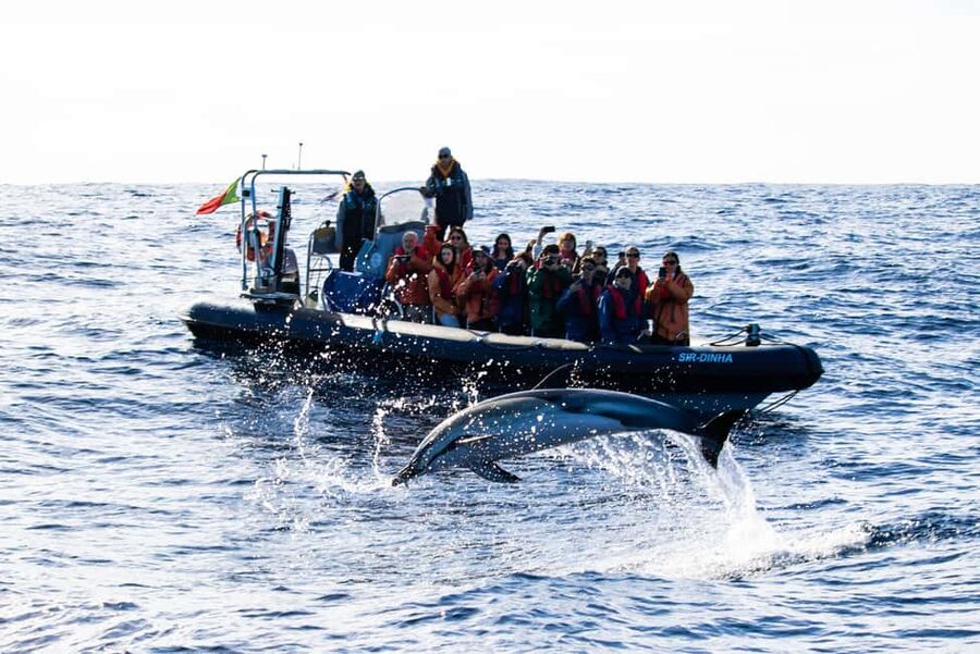 São Miguel Azores: Half-Day Whale Watching Trip - Should you book it?