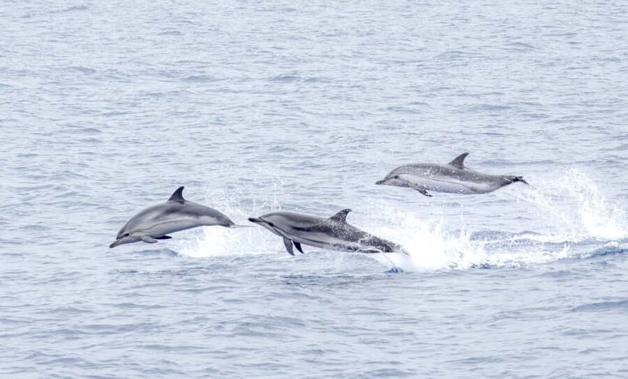 São Miguel Azores: Half-Day Whale Watching Trip - How the whale search works