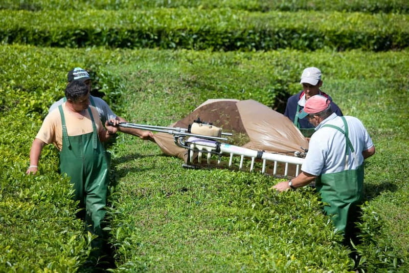 São Miguel: Furnas Volcano & Tea Plantation Tour & Lunch - Thermal bathing and Terra Nostra