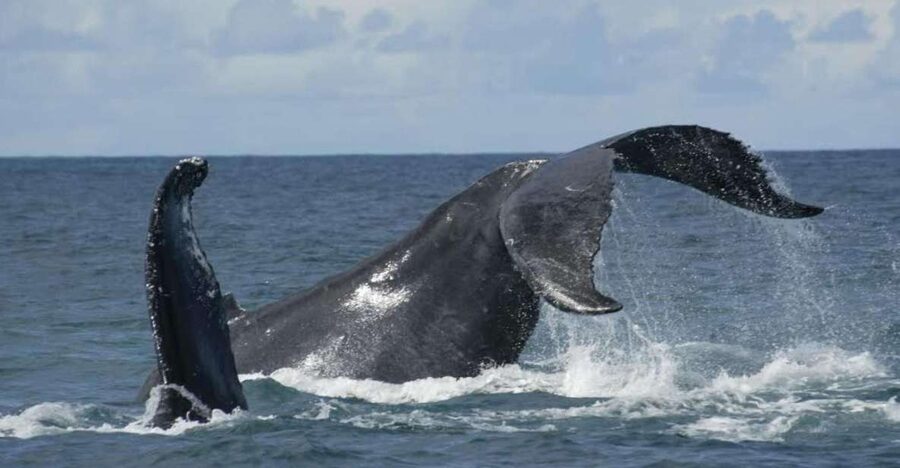 São Miguel: Whales & Volcano Full-Day Tour with Lunch - Key points at a glance