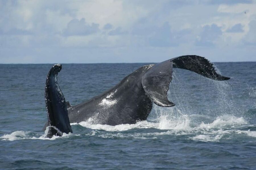 São Miguel: Whales & Volcano Full-Day Tour with Lunch - One day, two sides of São Miguel
