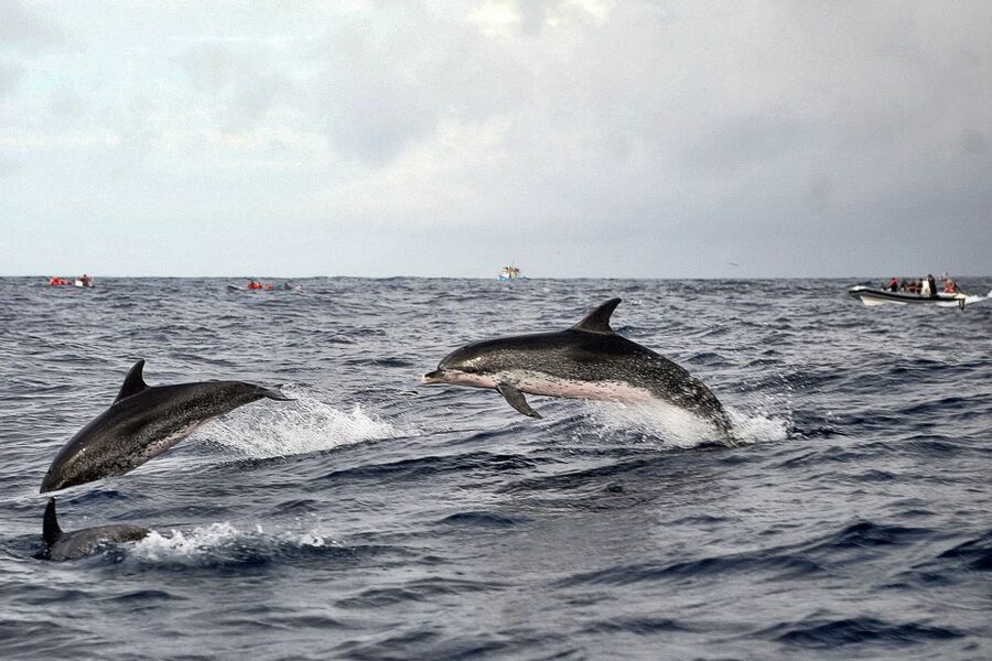 São Miguel: Whales & Volcano Full-Day Tour with Lunch - Weather, cancellations, and useful planning tips