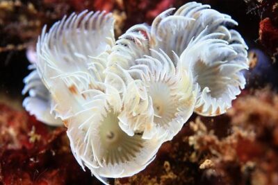 Scuba Diving Albufeira-Double Dive Trip