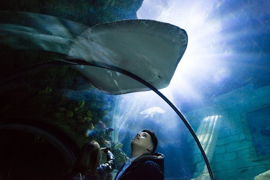 SEA LIFE Porto Full-Day Entrance Ticket - Free talks and feeding demonstrations