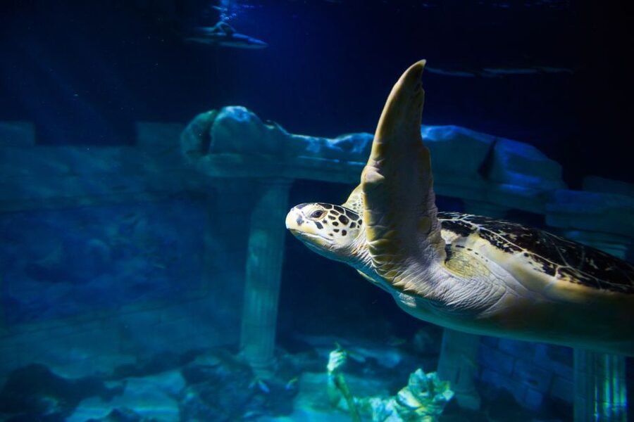 SEA LIFE Porto Full-Day Entrance Ticket - The conservation message behind the tanks