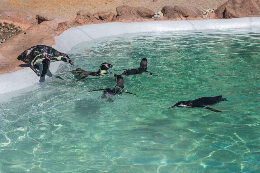 SEA LIFE Porto Full-Day Entrance Ticket - Location at Castelo do Queijo