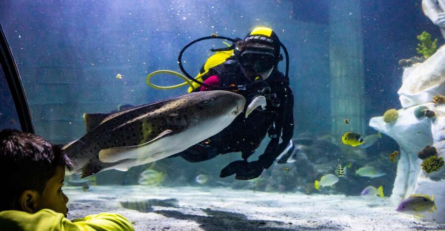 SEA LIFE Porto Full-Day Entrance Ticket - Penguin Island and the family appeal