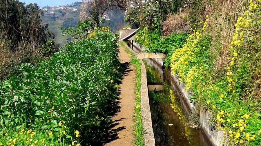 Serra de Água Valley Levada Walk - Plants, plantations, and local stories