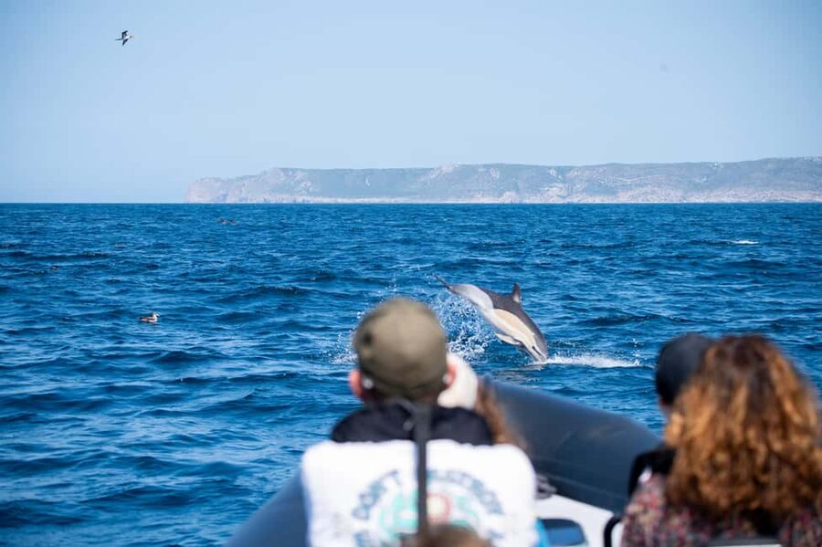 Sesimbra: Arrábida Dolphin Watching Boat Tour with Biologist - Key points to know before you go