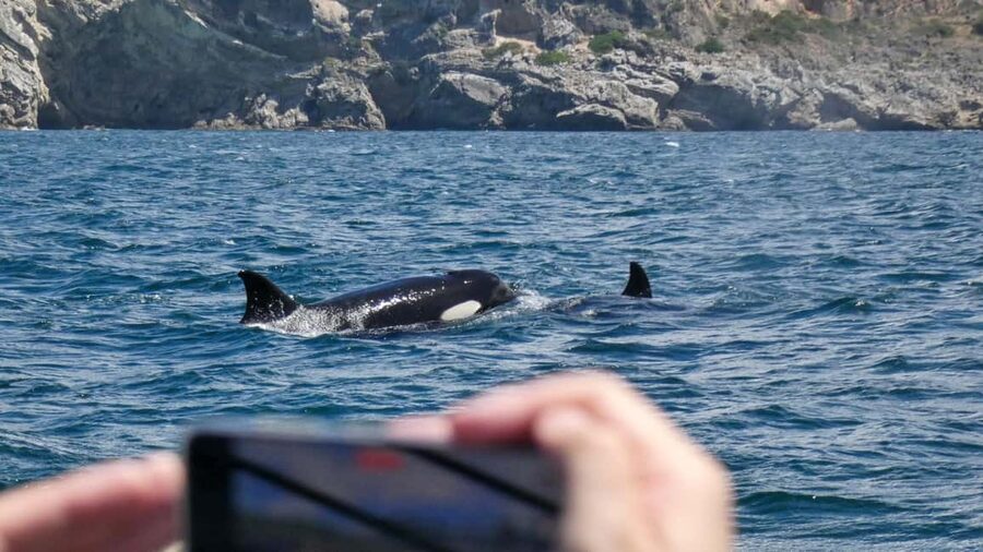 Sesimbra: Arrábida Dolphin Watching Boat Tour with Biologist - Finding the ESPADARTE pier in Sesimbra