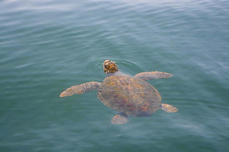 Sesimbra: Dolphin Watching Boat Tour with Biologist Guide - What the guide adds to the experience