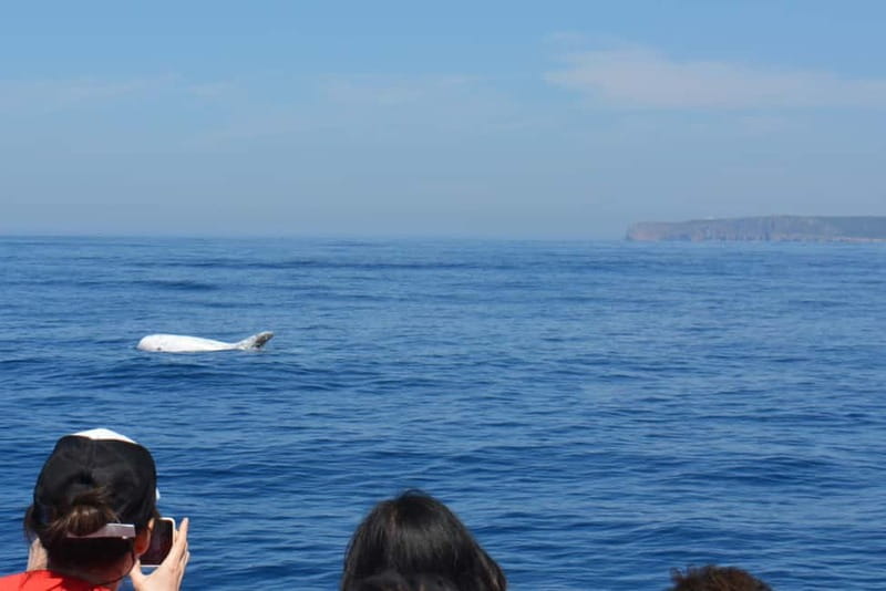 Sesimbra: Dolphin Watching Boat Tour with Biologist Guide - Comfort, safety, and what to pack