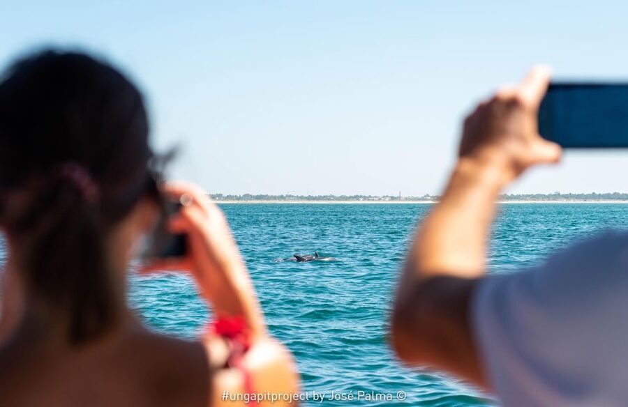 Setúbal: Dolphin-Watching Boat Tour - Searching for dolphins in open water