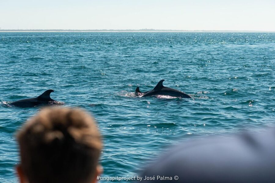 Setúbal: Dolphin-Watching Boat Tour - The people guiding the search