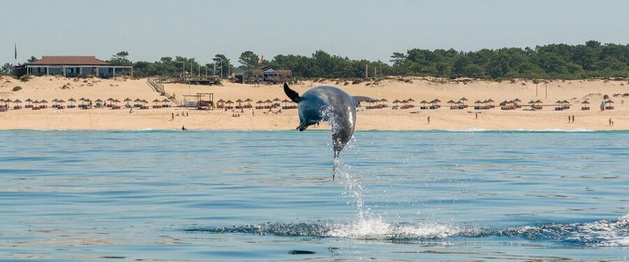 Setúbal: Dolphin-Watching Boat Tour - Best fit for families and active sightseers