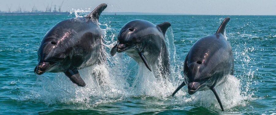 Setúbal: Dolphin-Watching Boat Tour - Arrábida’s beaches from the water
