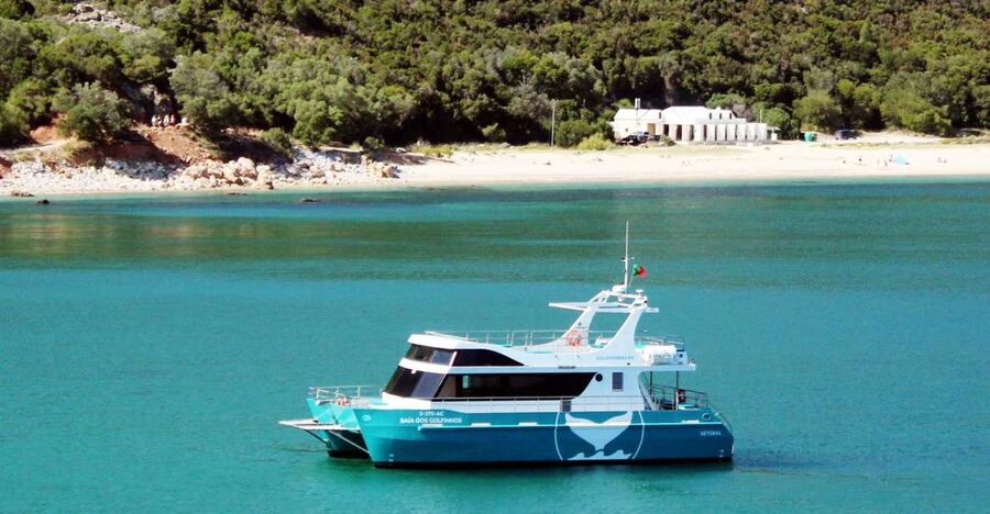 Setúbal: Dolphin Watching Tour - A marine biology lesson with dolphins as the prize