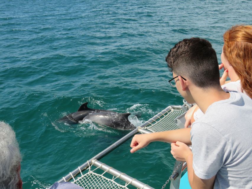 Setúbal: Dolphin Watching Tour - Searching the bay for a wild pod