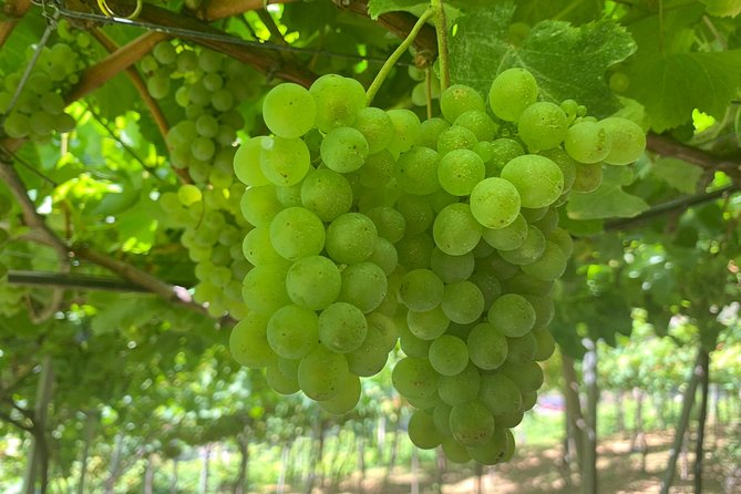Skywalk with Wines Tasting and Vineyards Half day 4x4 Adventure - From central Funchal to Cabo Girão