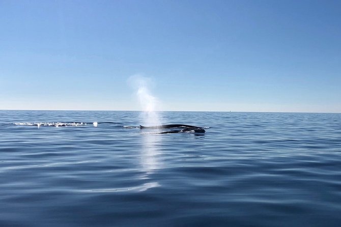 Small Group Dolphin and Wildlife Watching Tour in Faro - Smaller creatures and seabirds keep the ride interesting