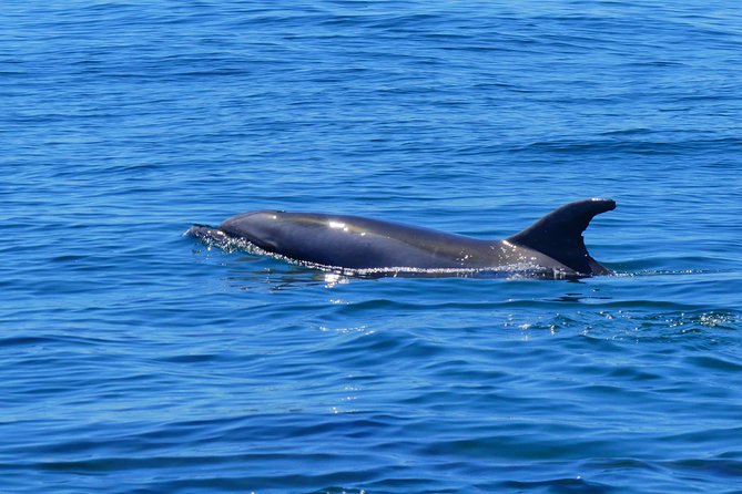 Small Group Dolphin and Wildlife Watching Tour in Faro - The crew makes the small group count