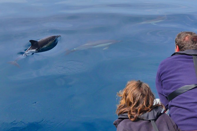 Small Group Dolphin and Wildlife Watching Tour in Faro - Who should book this boat trip?
