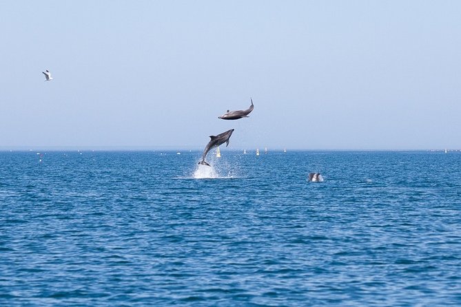 Small Group Dolphin and Wildlife Watching Tour in Faro - Searching the Atlantic for dolphins and whales