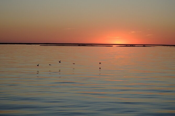 Sunset Tour | Ria Formosa - From Faro - Wildlife, tides, and what to bring