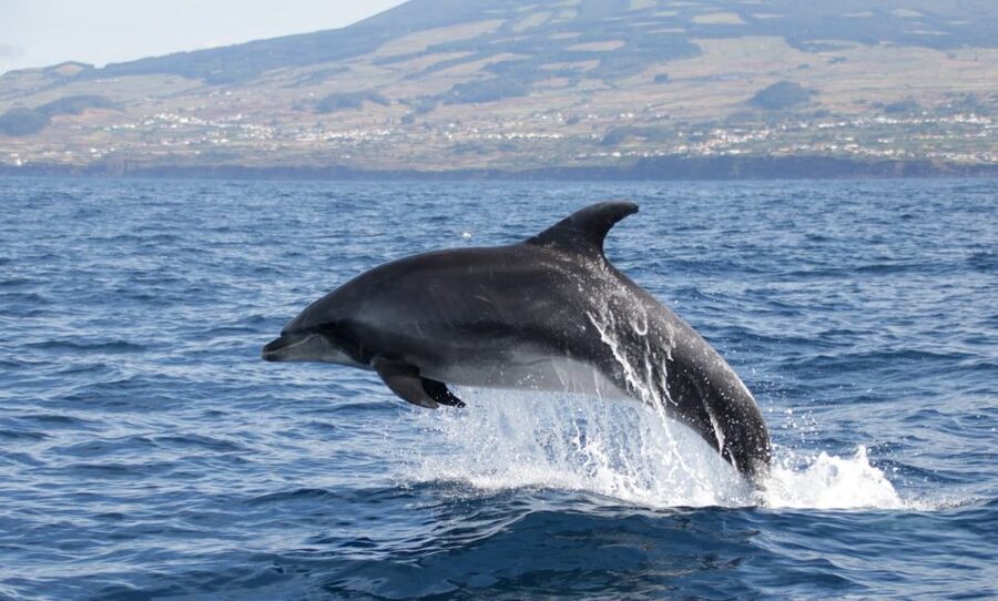 Terceira: Half-Day Dolphin and Whale Watching Tour - Key points before you book