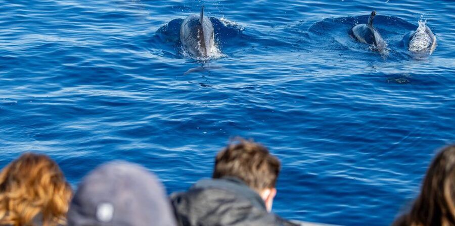 Terceira: Half-Day Dolphin and Whale Watching Tour - What the three hours feel like on the water