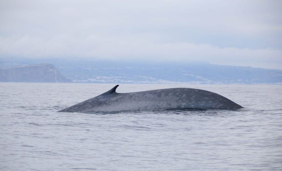 Terceira: Half-Day Dolphin and Whale Watching Tour - The animals you might see