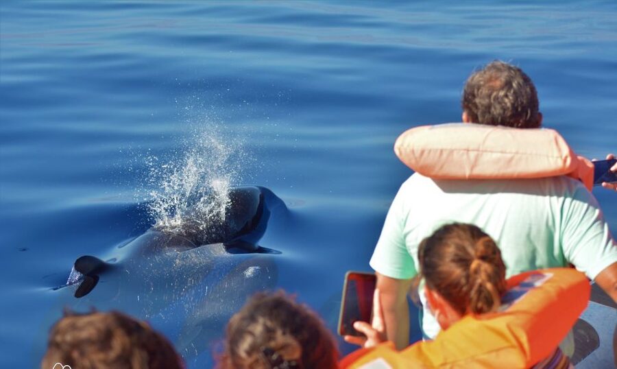 Terceira: Half-Day Dolphin and Whale Watching Tour - Respectful watching matters