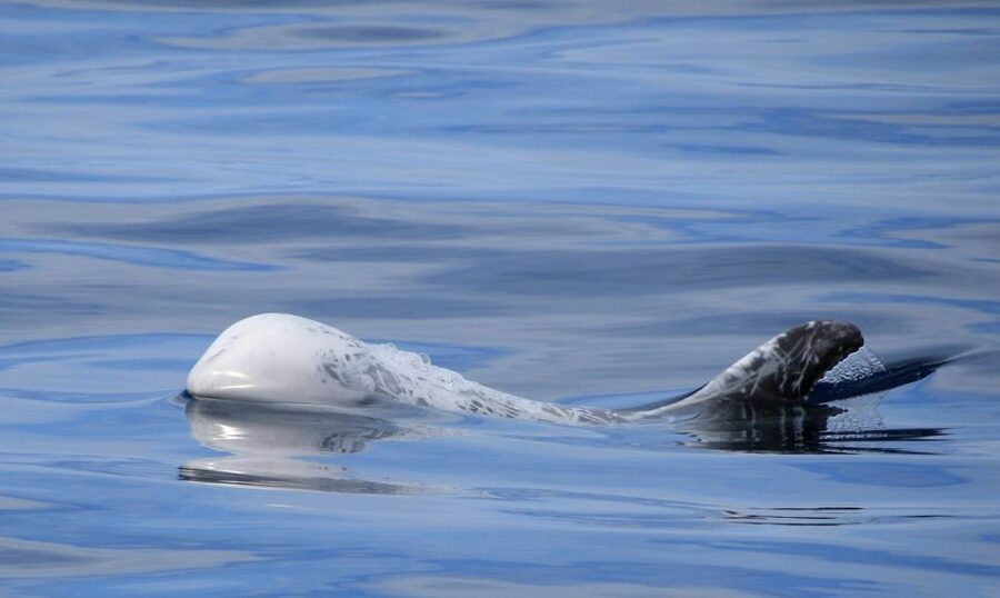 Terceira: Half-Day Dolphin and Whale Watching Tour - Value at $70 per person