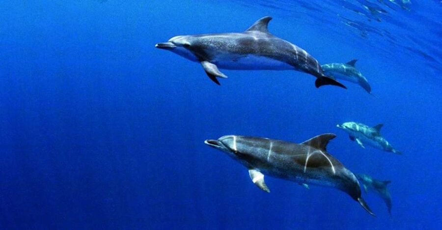 Terceira: Half-Day Dolphin and Whale Watching Tour - Who will enjoy this trip most