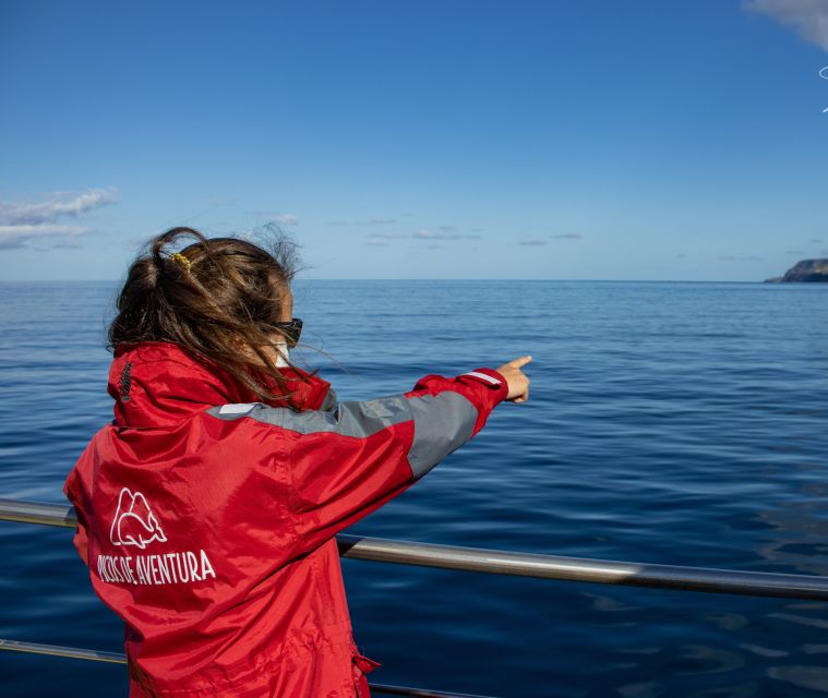 Terceira: Half-Day Dolphin and Whale Watching Tour - How the whale and dolphin search works