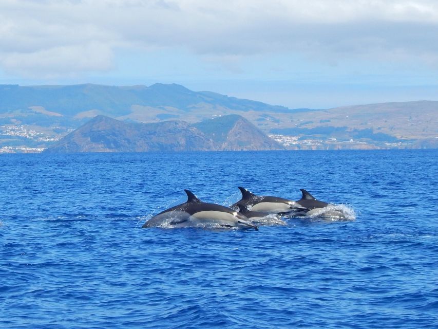 Terceira: Swimming with Wild Dolphins | Natural Habitat - Leaving Terceira for a wild dolphin encounter